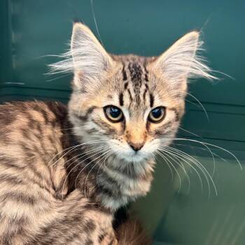 Jelly -  Domestic Medium Hair Cat for Adoption in Port Angeles, Washington - Jelly | PetCurious