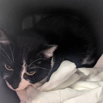 MooMoo -  Domestic Short Hair Cat for Adoption in Manhattan, Kansas - MooMoo | PetCurious