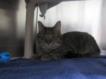 Domestic Short Hair Cats Available for Adoption in Derwood, Maryland - SUNNY | PetCurious