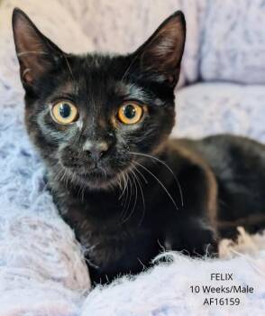 Felix -  Domestic Short Hair Cat for Adoption - Felix | PetCurious