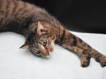 Honey Crisp -  Domestic Short Hair Cat for Adoption in Portland, Oregon - Honey Crisp | PetCurious