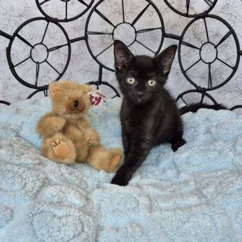 Teddy Bear -  Domestic Short Hair Cat Available for Adoption in Tucson, Arizona - Teddy Bear | PetCurious