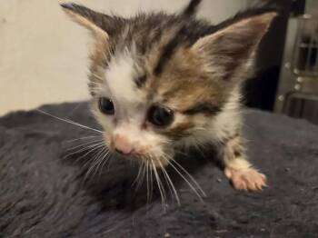 Clue -  Domestic Short Hair Cat for Adoption in Wyoming, Michigan - Clue | PetCurious