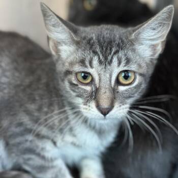 Ainsley -  Domestic Short Hair Cat for Adoption in Matteson, Illinois - Ainsley | PetCurious