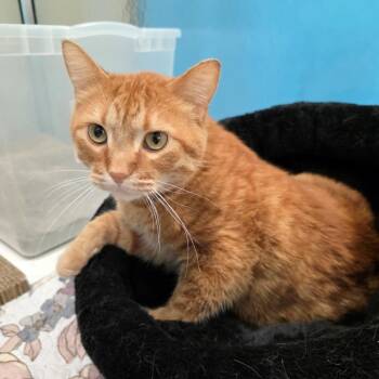 Morris -  Domestic Short Hair Cat for Adoption in Oshkosh, Wisconsin - Morris | PetCurious