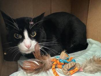 Rescue Domestic Short Hair Cats for Adoption in Boston, Massachusetts - FROGGER | PetCurious
