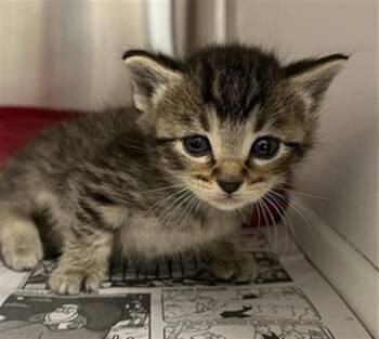 A655181 -  Domestic Short Hair Cat for Adoption in Houston, Texas - A655181 | PetCurious