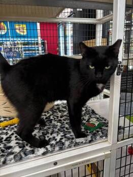 Shadow -  Domestic Short Hair Cat for Adoption in St. Cloud, Florida - Shadow | PetCurious