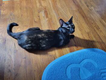 Rescue Domestic Short Hair Cats for Adoption in Lincoln Park, Michigan - Pixel | PetCurious