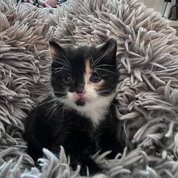 MSMR-Stray-1693_2_3 -  Domestic Short Hair Cat for Adoption in Ferndale, Washington - MSMR-Stray-1693_2_3 | PetCurious