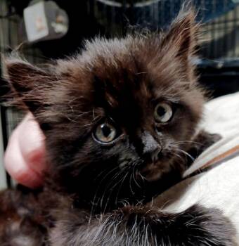 Desiree -  Domestic Short Hair Cat Available for Adoption in Bulverde, Texas - Desiree | PetCurious