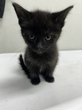 Rescue Domestic Short Hair Cats for Adoption in West Chester, Pennsylvania - Mario | PetCurious