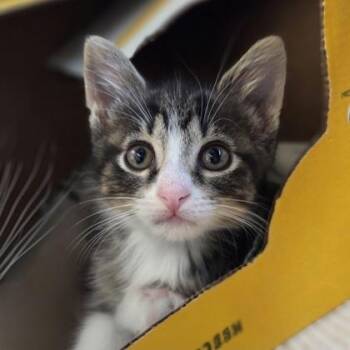 Frida -  Domestic Short Hair Cat for Adoption in Westland, Michigan - Frida | PetCurious
