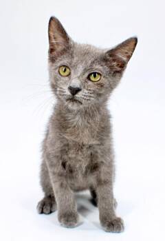 Shadow -  Domestic Short Hair Cat for Adoption in Morton Grove, Illinois - Shadow | PetCurious