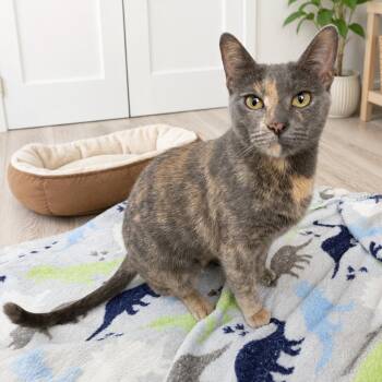 Lyla -  Domestic Short Hair and Dilute Tortoiseshell Cat for Adoption in Liverpool, Texas - Lyla | PetCurious
