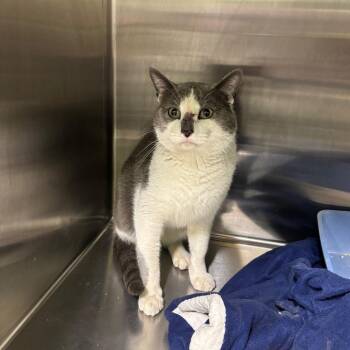 Domestic Short Hair Cats Available for Adoption - Tommy | PetCurious