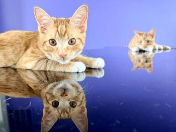 Archie -  Domestic Short Hair Cat for Adoption in Cincinnati, Ohio - Archie | PetCurious