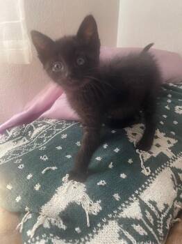 BUBBA -  Domestic Short Hair Cat Available for Adoption in San Bernardino, California - BUBBA | PetCurious