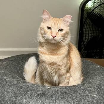 Uncle Tails -  Domestic Medium Hair Cat for Adoption in Richmond, Virginia - Uncle Tails | PetCurious