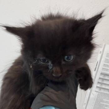Nutmeg -  Domestic Short Hair Cat for Adoption in Port Angeles, Washington - Nutmeg | PetCurious