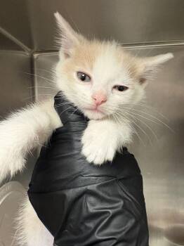 Samwise -  Domestic Short Hair Cat for Adoption in Cincinnati, Ohio - Samwise | PetCurious