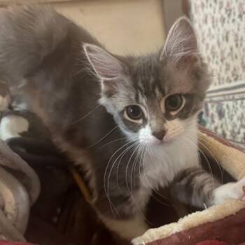 Tabby and Domestic Long Hair Cats Available for Adoption - Holly | PetCurious