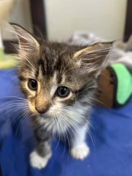 Mal -  Domestic Long Hair Cat for Adoption in Orlando, Florida - Mal | PetCurious