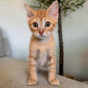 Mango -  Domestic Short Hair Cat for Adoption in Valdosta, Georgia - Mango | PetCurious