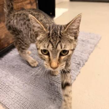 Juneau -  American Shorthair Cat for Adoption in Freeport, Florida - Juneau | PetCurious
