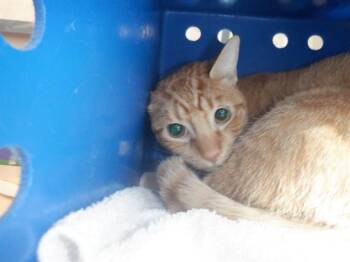BUTTER -  Domestic Short Hair Cat for Adoption in San Jose, California - BUTTER | PetCurious