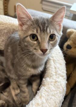 Domestic Short Hair Cats Available for Adoption in Harrison, New York - Rudy | PetCurious