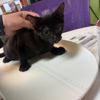 When -  Domestic Short Hair Cat for Adoption in Emporia, Kansas - When | PetCurious