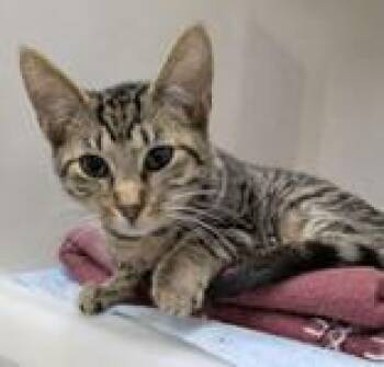 Rescue Domestic Short Hair Cats for Adoption in Portsmouth, Ohio - Judah | PetCurious
