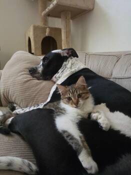 Ragdoll Cats Available for Adoption - Maverick | PetCurious