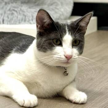Michi -  Domestic Short Hair Cat for Adoption in Pleasant Hill, California - Michi | PetCurious