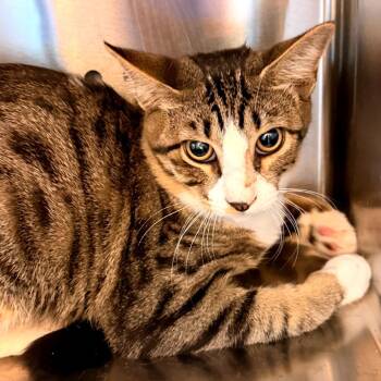 Kettle Corn -  Domestic Short Hair Cat for Adoption in Norman, Oklahoma - Kettle Corn | PetCurious