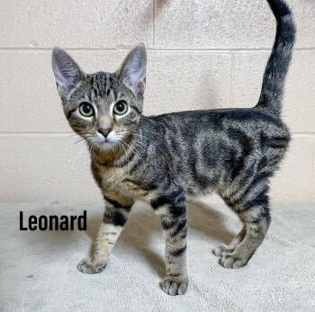Leonard -  Domestic Short Hair Cat for Adoption in Clearfield, Kentucky - Leonard | PetCurious