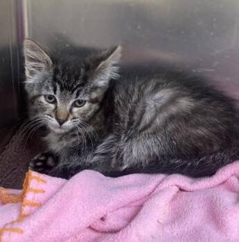 Morrigan -  Domestic Short Hair Cat for Adoption in Westland, Michigan - Morrigan | PetCurious