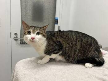 Alphie -  Domestic Short Hair Cat for Adoption in Kansas City, Missouri - Alphie | PetCurious