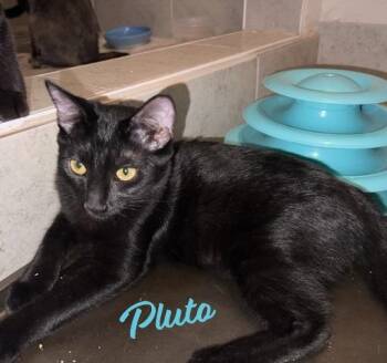 Rescue Bombay Cats for Adoption in Houston, Texas - Pluto #car-stowaway | PetCurious