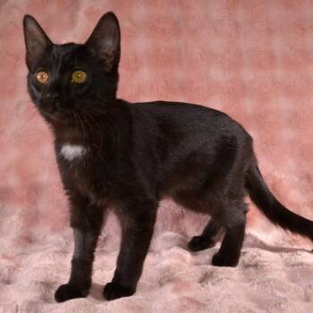 Joy -  Domestic Short Hair Cat Available for Adoption in Traverse City, Michigan - Joy | PetCurious