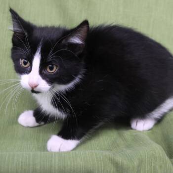 Sushie C12185 -  Domestic Short Hair Cat for Adoption - Sushie C12185 | PetCurious