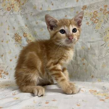 Rescue Domestic Short Hair Cats for Adoption in Lyndhurst, Virginia - Meteor | PetCurious