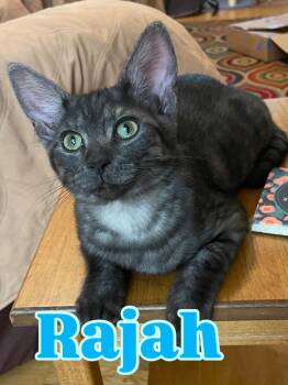 Rajah -  Domestic Short Hair Cat for Adoption in Rossville, Georgia - Rajah | PetCurious