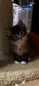 Zorro -  Domestic Long Hair Cat for Adoption in Lancaster, California - Zorro | PetCurious