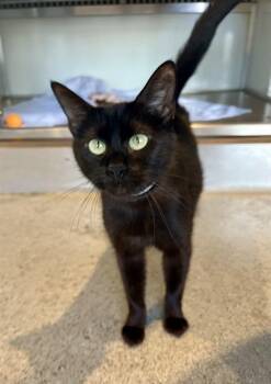 LEILA -  Domestic Short Hair Cat for Adoption in San Francisco, California - LEILA | PetCurious