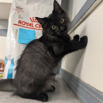 Charles -  Domestic Long Hair Cat for Adoption in Spokane, Washington - Charles | PetCurious