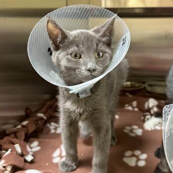 Alice -  Domestic Short Hair Cat for Adoption in Woodinville, Washington - Alice | PetCurious