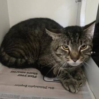 Capn Crunch -  Domestic Short Hair Cat for Adoption in Phoenixville, Pennsylvania - Capn Crunch | PetCurious