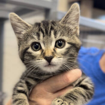 Rescue Domestic Short Hair Cats for Adoption in Medford, Oregon - Satou | PetCurious